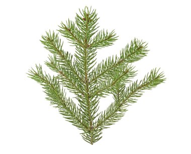 Beyaz bir arka plan üzerinde izole köknar dalı closeup. Noel ağacı.