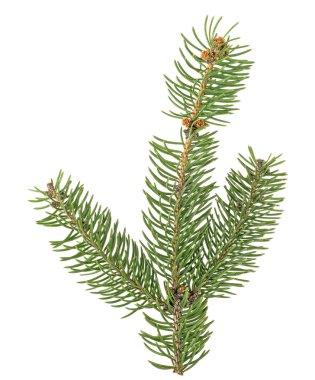 Beyaz zemin üzerine yeşil dal. Noel ağacı dalı.