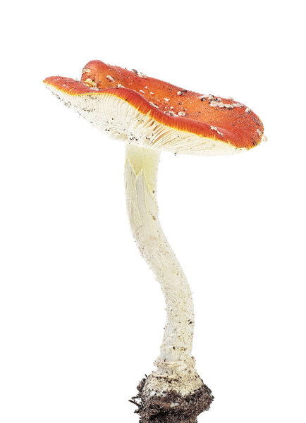 Fly amanita (Amanita muscaria) на белом фоне
