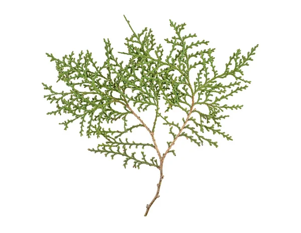 Thuja Ramo Isolado Fundo Branco — Fotografia de Stock