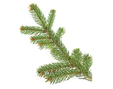 Beyaz arkaplanda izole edilmiş noel ağacı dalı