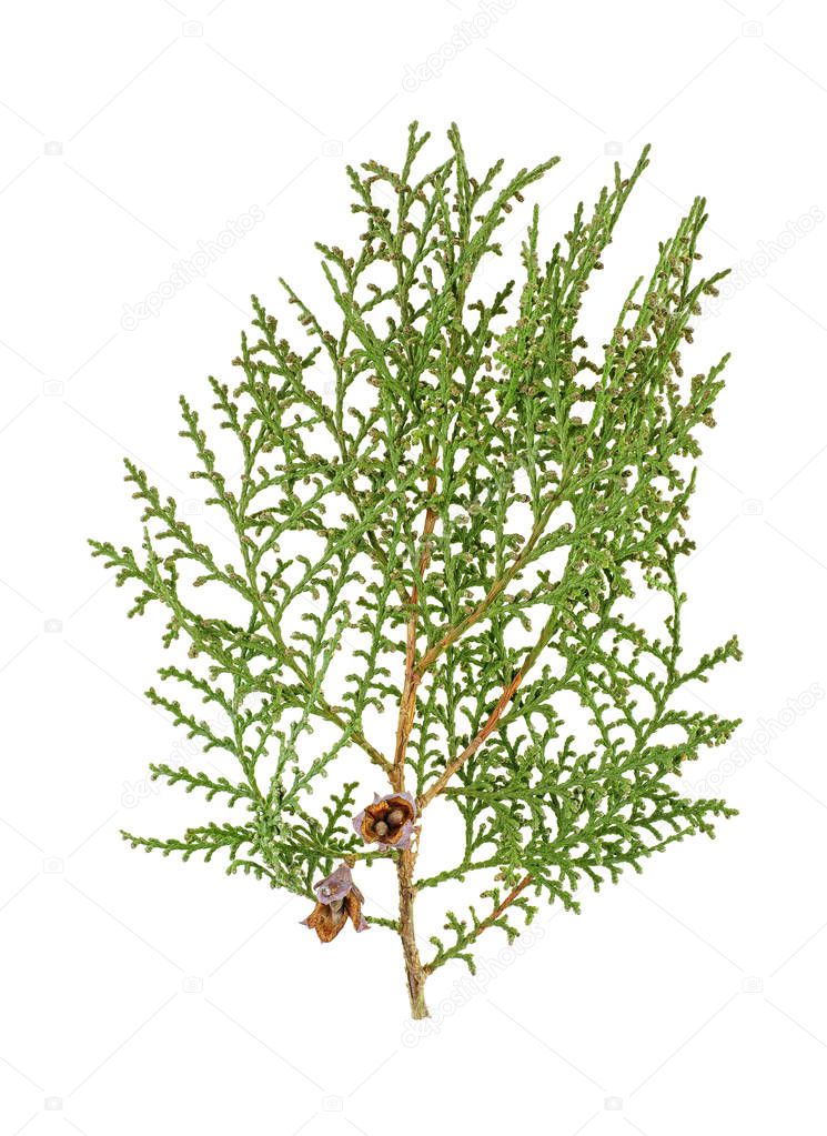 Thuja branch with cones isolated on white background