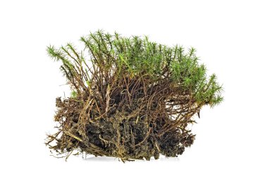 Beyaz bir arka plan üzerinde izole yeşil yosun closeup