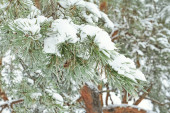 Borovice ve sněhu