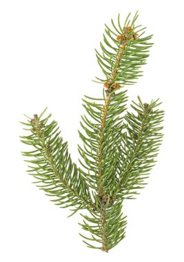 Beyaz adam izole iğne ile Ladin Şubesi