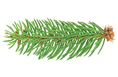 Beyaz arka plan üzerinde izole çam ağacının küçük dal