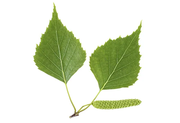 緑バーチ芽と白い背景で隔離の葉 — ストック写真