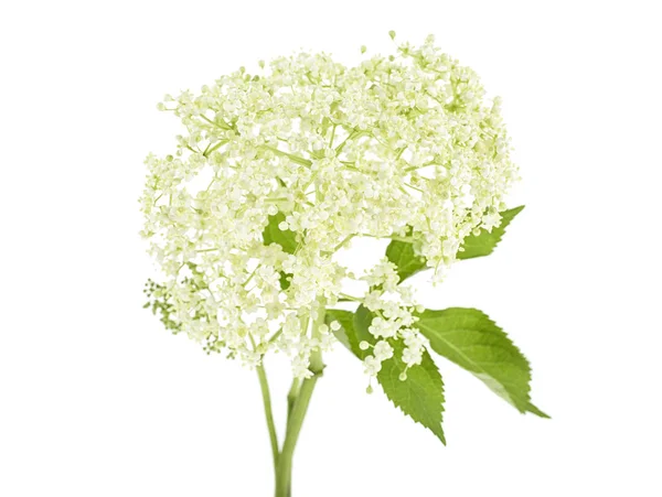 Beyaz Arka Plan Üzerinde Izole Yaprakları Ile Elderflower — Stok fotoğraf