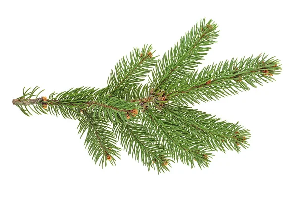 Zelená Jedle Větev Pro Vánoce Izolované Bílém Pozadí — Stock fotografie