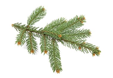 Noel ağacının beyaz arka planda izole edilmiş dalı