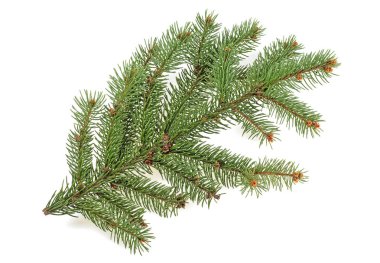 Beyaz arkaplanda çam ağacı dalı izole edildi