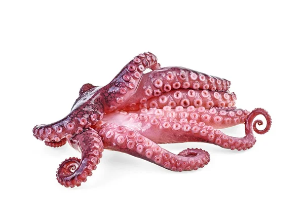 Tentakels Van Octopus Geïsoleerd Witte Achtergrond — Stockfoto