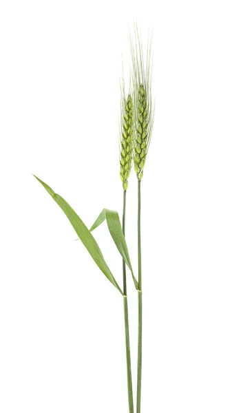 Two Green Spikelets Barley White Background — Stock Photo, Image