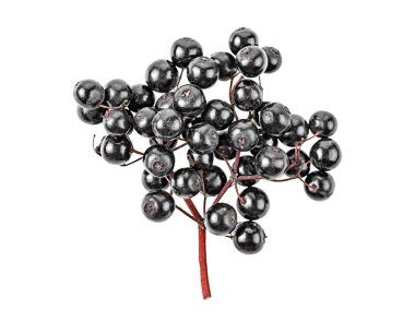 Beyaz arka plan üzerinde izole siyah mürver taze meyve
