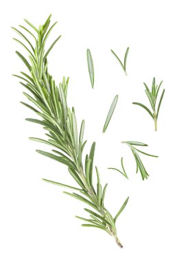 Biberiye dal ve yaprak beyaz zemin üzerinde. Üstten görünüm.