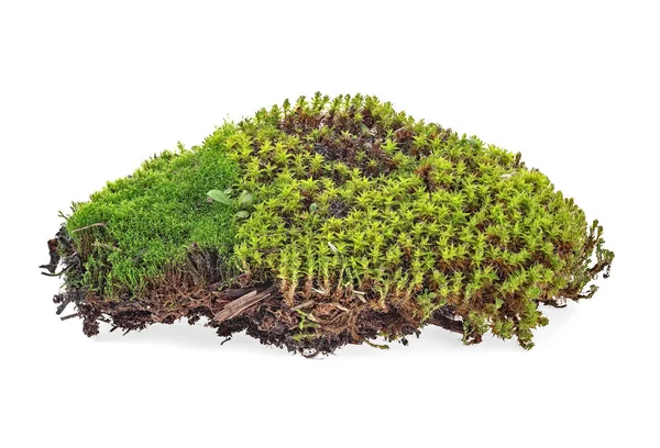 Piece Green Forest Moss White Background — Stock Photo, Image