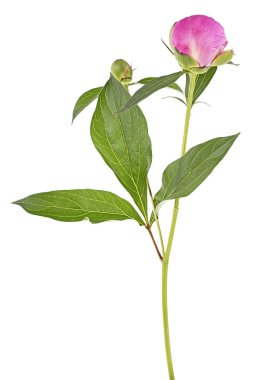 Beyaz arka planda izole edilmiş güzel pembe şakayık.