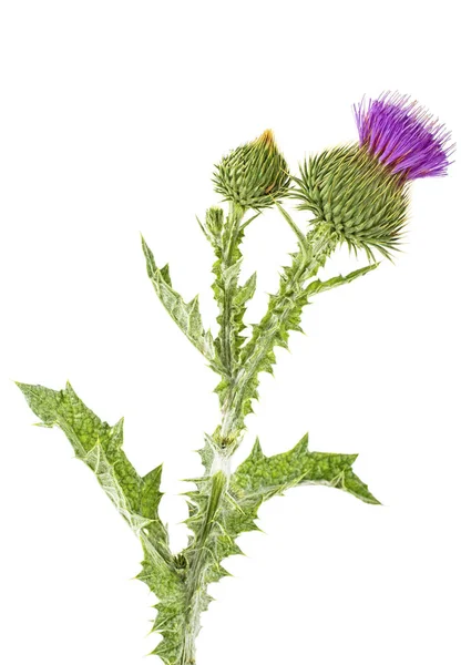 Flor Brote Cardos Aislados Sobre Fondo Blanco —  Fotos de Stock