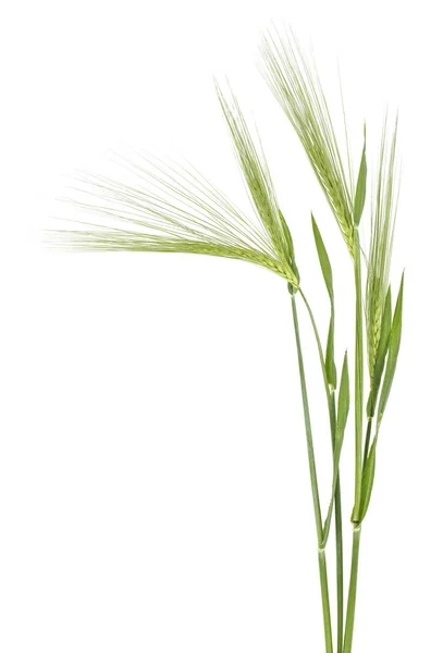 Green Spikelet Barley White Background — Stock Photo, Image