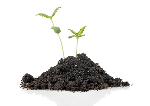 Deux Jeunes Plantes Avec Humus Isolé Sur Fond Blanc — Photo