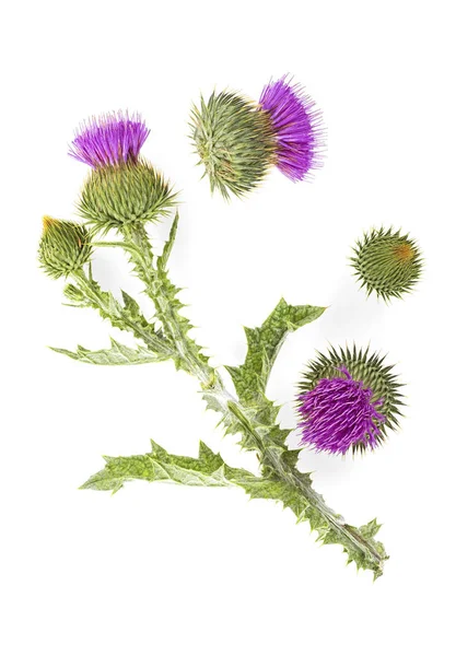 Flor Cardo Brotes Aislados Sobre Fondo Blanco Vista Superior — Foto de Stock