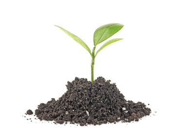 Beyaz arka plan üzerinde izole topraktan büyüyen yeşil filiz. Yeni yaşam konsepti.