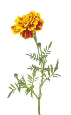 Beyaz arka planda izole edilmiş bir çiçek kadife çiçeği.