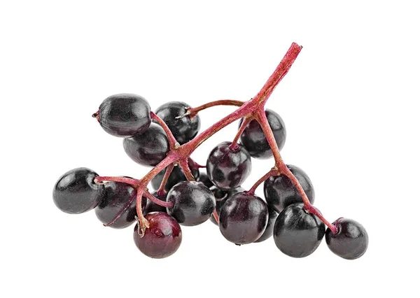 Sambucus Nigra Elderberry Dengan Ranting Terisolasi Pada Latar Belakang Putih — Stok Foto