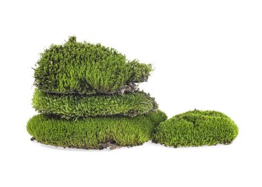 Beyaz bir arka plan üzerinde izole yosun