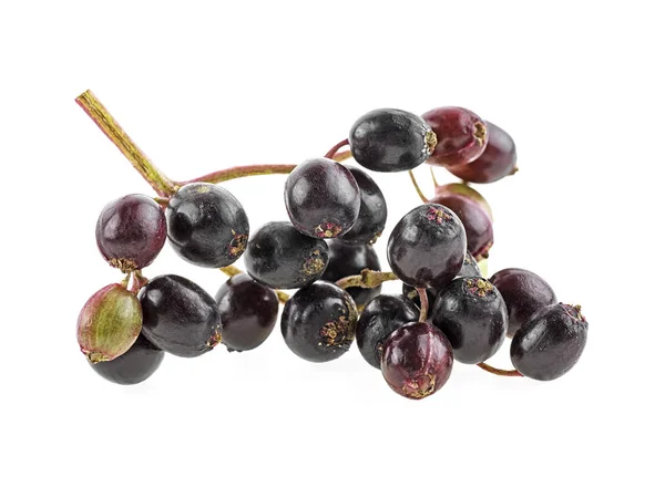 Beyaz Arka Plan Üzerinde Izole Dal Ile Genç Elderberries — Stok fotoğraf