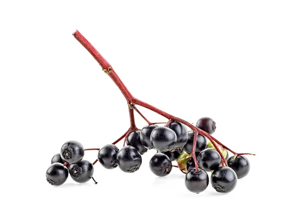 Elderberries Terisolasi Pada Latar Belakang Putih Buah Segar Elderberry Hitam — Stok Foto
