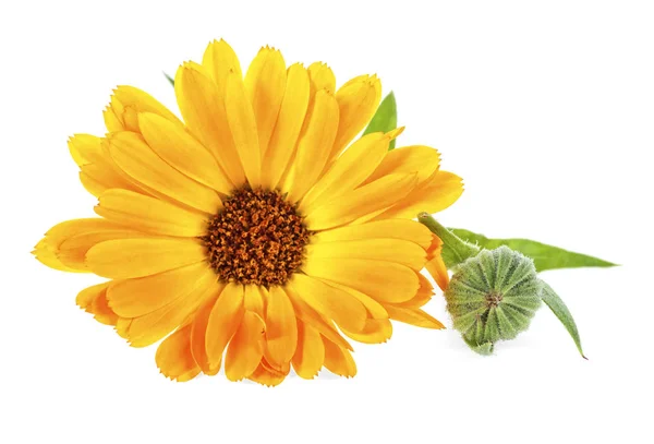 Calendula Marigold Květina Listy Izolované Bílém Pozadí — Stock fotografie
