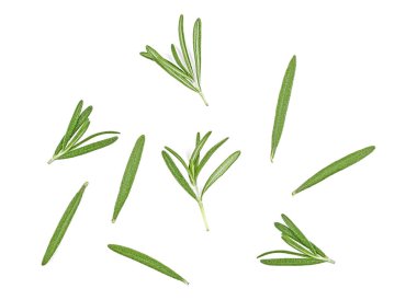 Beyaz arka plan üzerinde izole biberiye dal. Üstten Görünüm. 