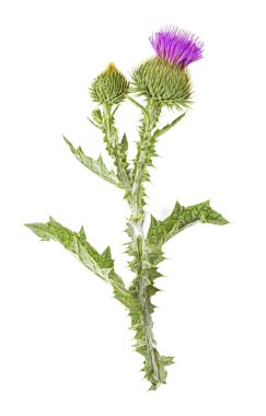 Beyaz arka plan üzerinde üstten görünüm izole thistle çiçek.