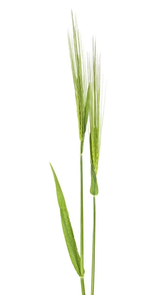 배경에 Spikelets — 스톡 사진