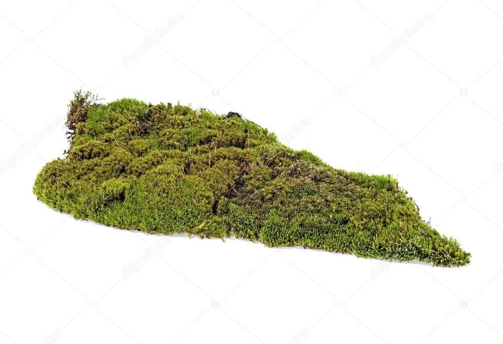 Moss isolated on white background