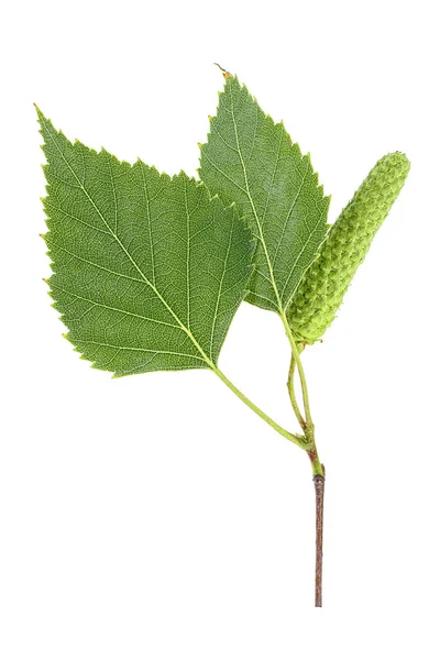緑バーチ芽や葉は 白い背景で隔離 — ストック写真