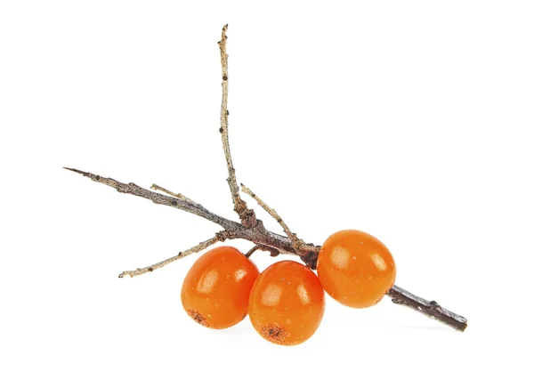 Sea Buckthorn Berry Branch White Background Close — Stok Foto