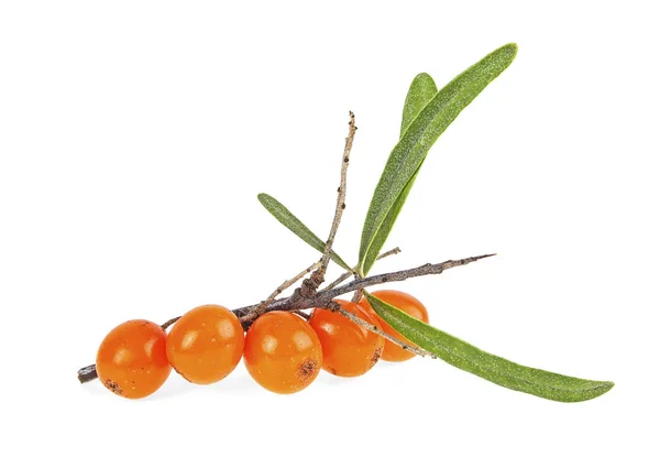 Sea Buckthorn Berry Branch Green Leaves White Background — Stok Foto