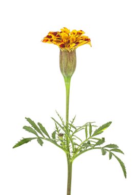 Beyaz arka plan üzerinde izole kadife çiçeği, bir çiçek