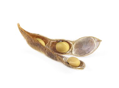 Beyaz arka plan üzerinde izole soya pod. Soya - protein bitki sağlık gıda için.