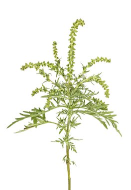 Ragweed bitkisi beyaz arka planda izole edilmiş. Ambrosia artemisiifolia.