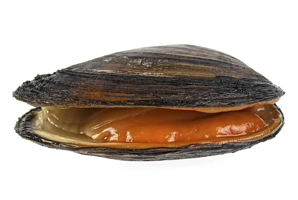 Målarmussla Isolerad Vit Bakgrund — Stockfoto