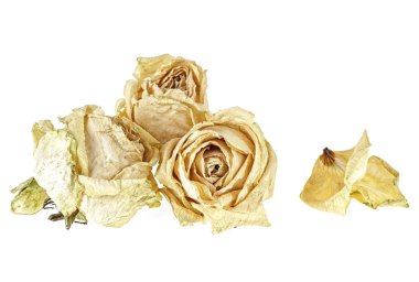 Kurutulmuş beyaz gül ve beyaz arka plan üzerinde yaprakları