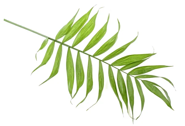 Grönt Löv Palm Vit Bakgrund — Stockfoto