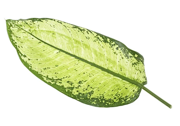 Groene Blad Dieffenbachia Geïsoleerd Witte Achtergrond — Stockfoto