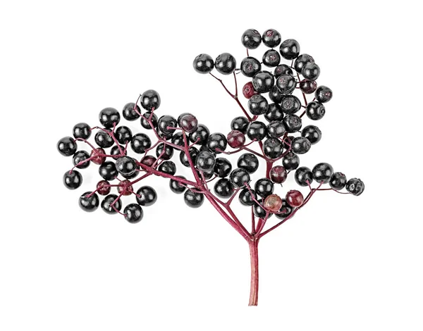 Black Elderberry Fresh Fruit Isolated White Background Top View — Stock Photo, Image