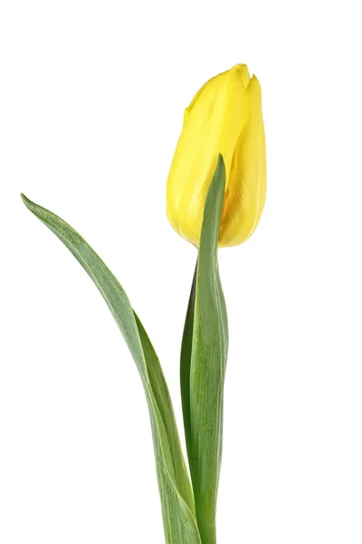 Fleur Tulipe Jaune Isolée Sur Fond Blanc — Photo