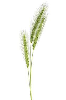 Yeşil spikelets beyaz bir arka plan üzerinde izole
