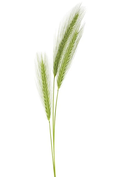 白い背景に分離された緑穂 — ストック写真